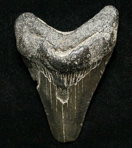 Juvenile Megalodon Tooth - South Carolina #8712
